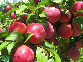 ?油桃是發(fā)物嗎？?油桃是不是發(fā)物？