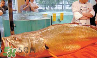 孕婦能吃金錢(qián)鱉嗎？懷孕期間能不能吃金錢(qián)鱉？