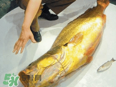 金錢鳘是什么？金錢鳘怎么讀？