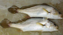 小孩能吃黃唇魚嗎？小孩吃黃唇魚好嗎？