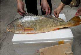 小孩能吃黃唇魚嗎？小孩吃黃唇魚好嗎？