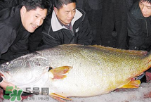 寶寶能吃金錢鳘嗎？金錢鳘寶寶吃了好嗎？
