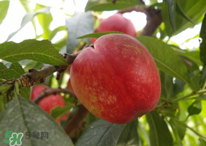 油桃和牛奶能一起吃嗎？喝完牛奶能吃油桃嗎？