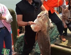金錢鳘值多少錢？金錢鳘魚膠功效