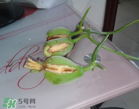香瓜裂口怎么回事？香瓜裂了怎么辦？