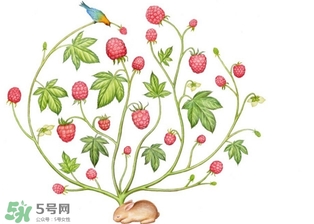 覆盆子和樹(shù)莓的區(qū)別 覆盆子與樹(shù)莓的區(qū)別