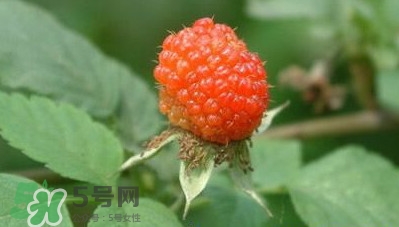 空心泡是否就是覆盆子？覆盆子是水果嗎