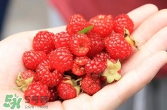 覆盆子哪里有賣？覆盆子多少錢一斤？