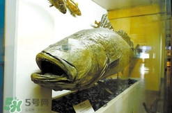 黃唇魚魚鰾真的那么神？黃唇魚魚鰾真實藥用價值