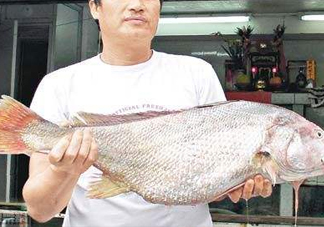 黃唇魚鰾是魚肚嗎？黃唇魚鰾是魚泡嗎