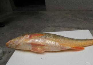 黃唇魚(yú)是海魚(yú)嗎？黃唇魚(yú)是海鮮嗎