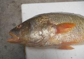 黃唇魚魚鰾能救命？黃唇魚魚鰾可以救命？