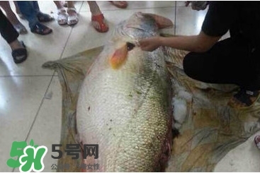 金錢(qián)鳘為什么那么貴？金錢(qián)鳘為什么能賣(mài)那么貴