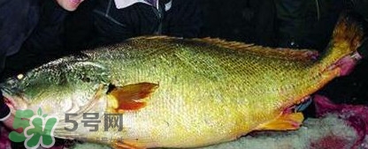 金錢鳘魚膠一斤多少錢？金錢鳘魚膠價格