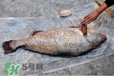 黃唇魚是海魚嗎？黃唇魚是海鮮嗎