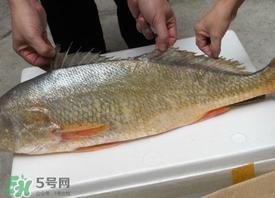 金錢鳘可以人工養(yǎng)殖嗎？黃唇魚為什么難養(yǎng)殖