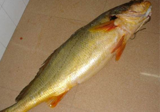 怎么鑒別金錢鳘魚膠？金錢鳘魚膠如何分辨真?zhèn)?><p><strong>怎么鑒別金錢鳘魚膠？金錢鳘魚膠如何分辨真?zhèn)?/strong></p></a></li> <li><a href=