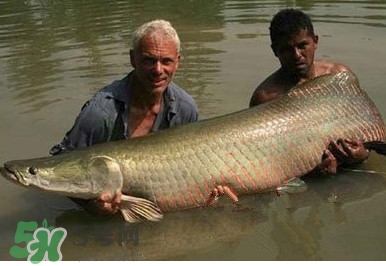 黃唇魚(yú)怎么養(yǎng)殖？黃唇魚(yú)養(yǎng)殖環(huán)境