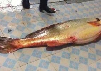 金錢鳘為什么身價上百萬？金錢鳘真這么值錢嗎