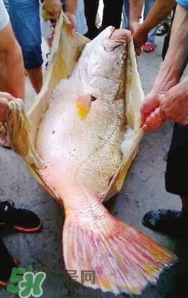 黃唇魚魚鰾真的那么神？黃唇魚魚鰾真實藥用價值