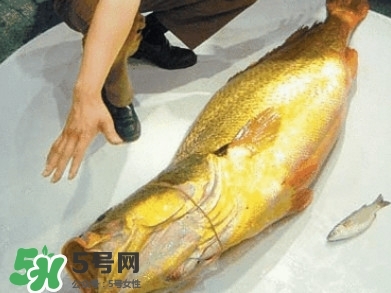 金錢(qián)鳘為什么那么貴？金錢(qián)鳘為什么能賣(mài)那么貴