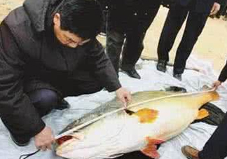 金錢鳘有什么用？金錢鳘有什么作用