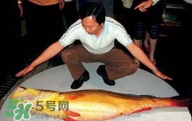 黃唇魚為什么那么有價值？黃唇魚的價值