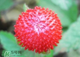 蛇莓有毒嗎？蛇莓有沒(méi)有毒