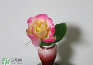 五月份可以扦插月季嗎？5月份適合插月季嗎？