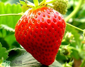 5月份可以種草莓嗎？五月份可以種草莓嗎？