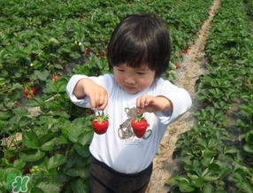 5月份能摘草莓嗎？五月份還有草莓摘嗎？