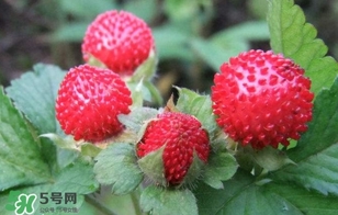 蛇莓收購多少一公斤？蛇莓價(jià)格