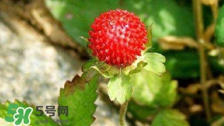 蛇莓收購多少一公斤？蛇莓價(jià)格