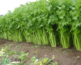 五月份可以種芹菜嗎？芹菜適合什么時候播種？