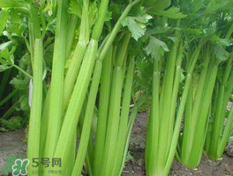 五月份可以種芹菜嗎？芹菜適合什么時候播種？