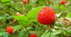 野草莓怎么吃？野草莓怎么清洗