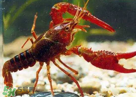 什么時候釣龍蝦最好？龍蝦幾月份能釣？