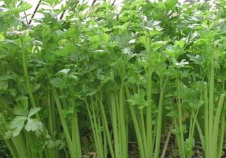 五月份可以種芹菜嗎？芹菜適合什么時(shí)候播種？