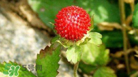 蛇莓有毒嗎？蛇莓有沒(méi)有毒