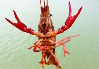 什么時候釣龍蝦最好？龍蝦幾月份能釣？
