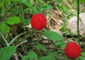 野草莓怎么吃？野草莓怎么清洗