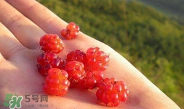 山莓是什么？山莓是水果嗎？