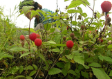 野草莓能吃嗎？野草莓圖片