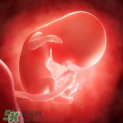 胎兒在媽媽肚子里都會干啥？胎兒的神奇世界
