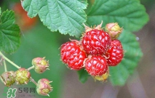 野草莓就是覆盆子嗎？覆盆子和野草莓的區(qū)別