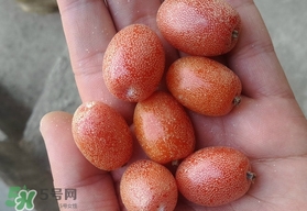 羊奶果可以連皮吃嗎？羊奶果的皮可以吃嗎