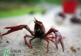 小龍蝦什么時候最好釣？什么時候可以釣小龍蝦？