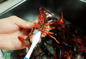 野生小龍蝦什么時(shí)候有？野生小龍蝦幾月份有？