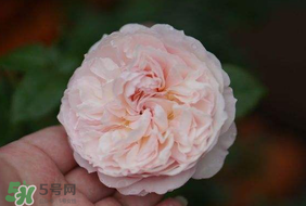 五月份可以種月季嗎？月季五月怎么養(yǎng)？