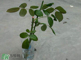 月季5月能插活嗎？月季花五月能插活嗎？